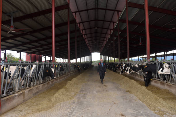 istock farmer in a cow farm 1066931450