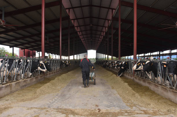 istock farmer in a cow farm 1066931944