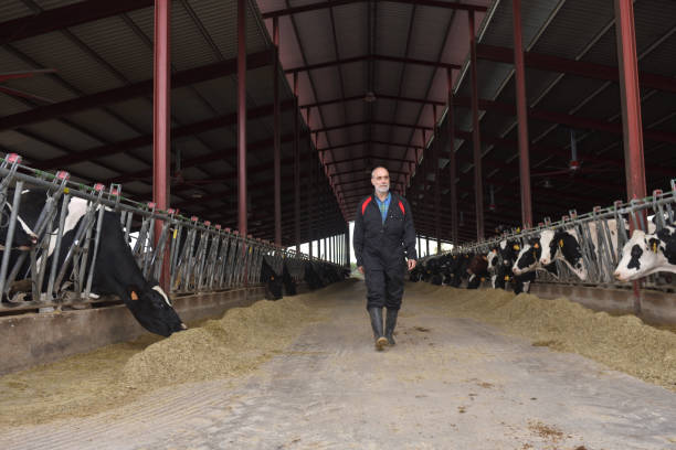 istock farmer in a cow farm 1066931994