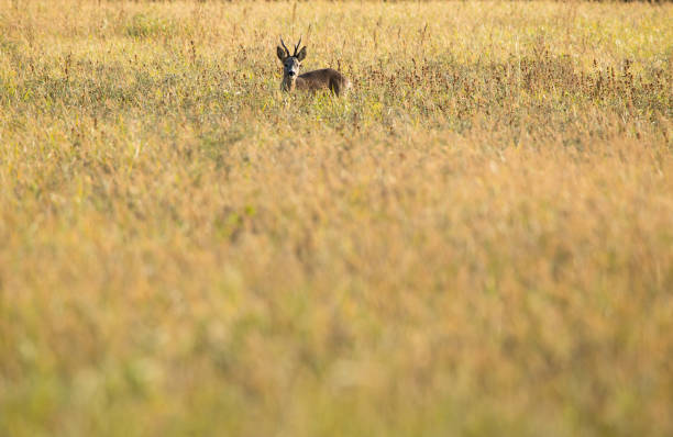 istock Young goat in the grass 1066938674