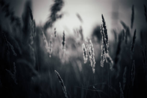 istock beautiful autumn field several spike close up 1066938742