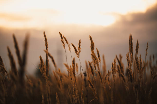 istock beautiful autumn field several spike close up 1066938788