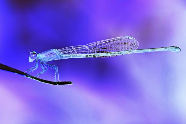 istock Dragonfly at tip of leaf (negative film version) 1066941834