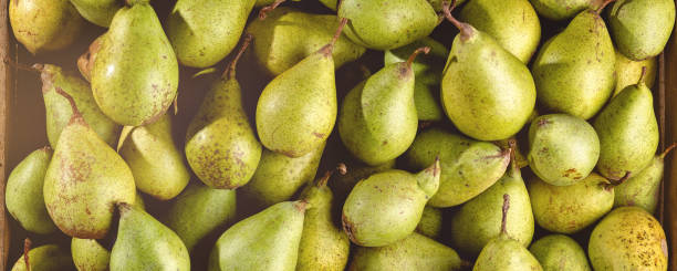 Panorama of many organic pears photographed from above