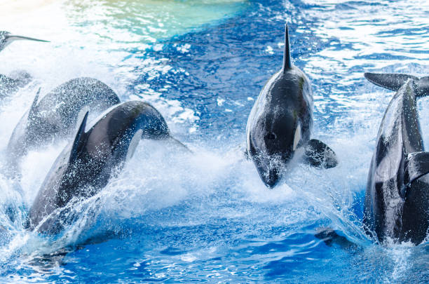 istock some jumping orcas in a blue sea 1066943258