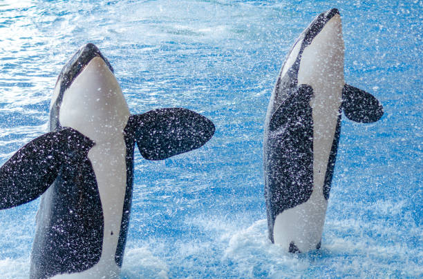 istock two jumping orcas in a blue sea 1066943546