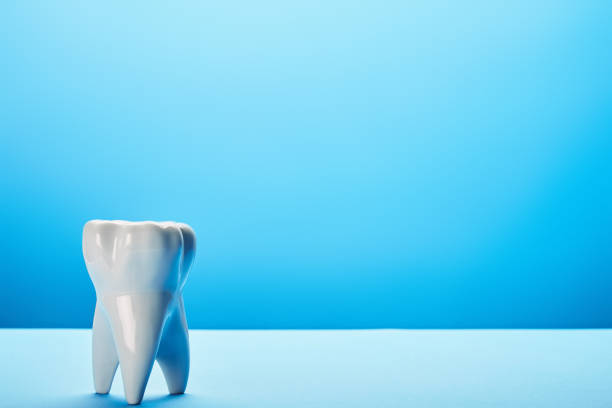 istock close up view of white tooth model on blue backdrop 1066945972
