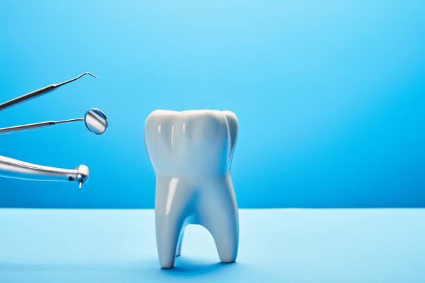 istock close up view of white tooth model and stainless dental instruments on blue backdrop 1066946094