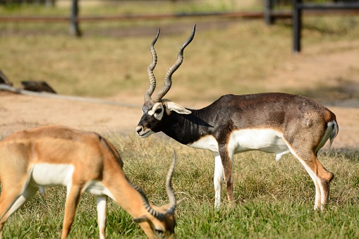Male Blackbuck Stock Photo - Download Image Now - Agricultural Field,  Alertness, Animal - iStock