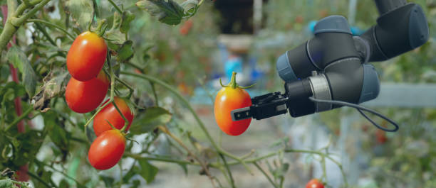 istock smart robotic in agriculture futuristic concept, robot farmers (automation) must be programmed to work in the vertical or indoor farm for increase efficiency, growing a seed, harvesting, reduce time 1066949402