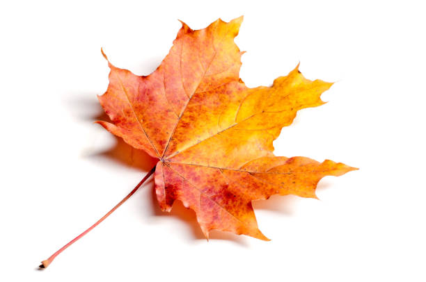 istock Texture, background, pattern. Autumn maple leaves. Background of maple leaves. Red and yellow maple leaves Autumn advance; Autumn motive 1066950010