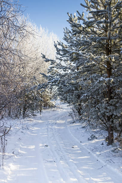 istock Winter landscape. Snow-covered forest. Christmas weather. 1066951852