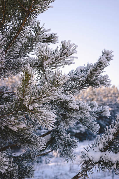 istock Winter landscape. Snow-covered forest. Christmas weather. 1066951856