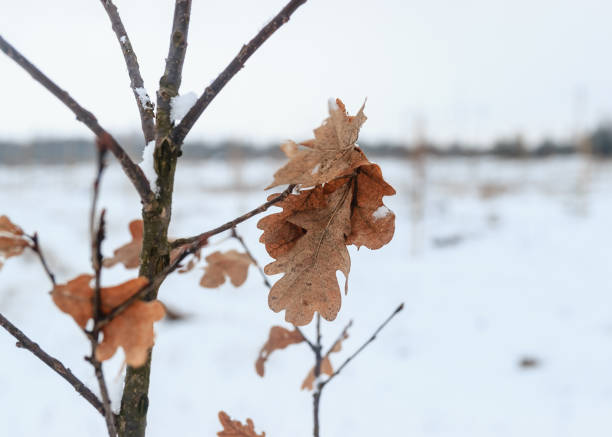 Sad weather. Winter landscape. Snowy nature. Snow-covered forest.