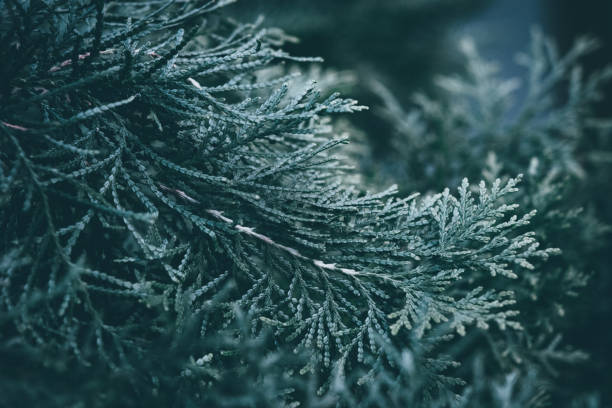 istock Christmas background. Green fir tree. 1066952354