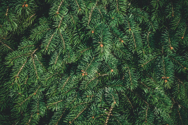 istock Christmas background. Green fir tree. 1066954278