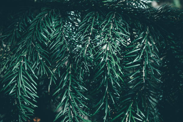 istock Christmas background. Green fir tree. 1066954410
