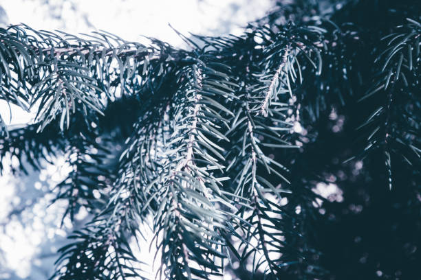 istock Christmas background. Green fir tree. 1066954414