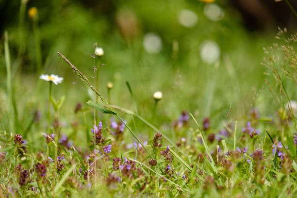 istock summer flower pattern in green meadow 1066954588