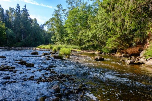 istock rocky stream of river deep in forest in summer green weather with sandstone cliffs 1066955310