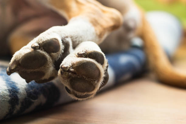 patas de cão - paw print paw dog blanket - fotografias e filmes do acervo