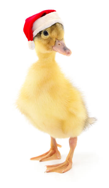 Duckling in a red Santa Claus hat. stock photo