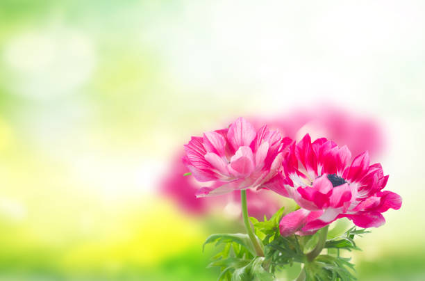 pink anemones on green garden background with copy space
