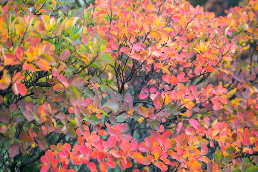 Close-up of smokebush in Autumn in Slovenia, Europe. Nikon D850.