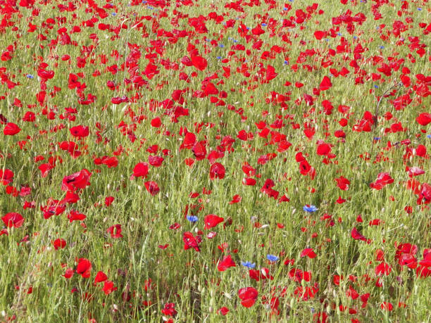istock Red poppy flowers on meadow. 1066964352