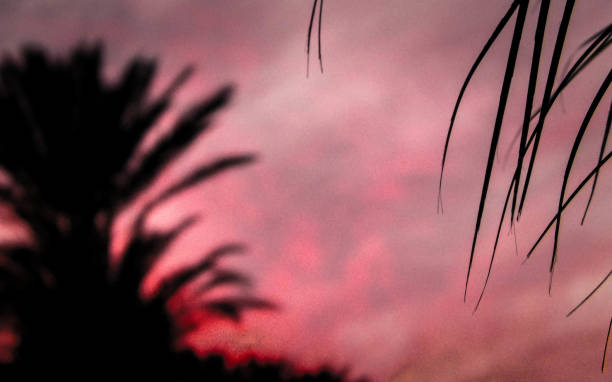 istock Palm leaves on sunset sky background 1066964430