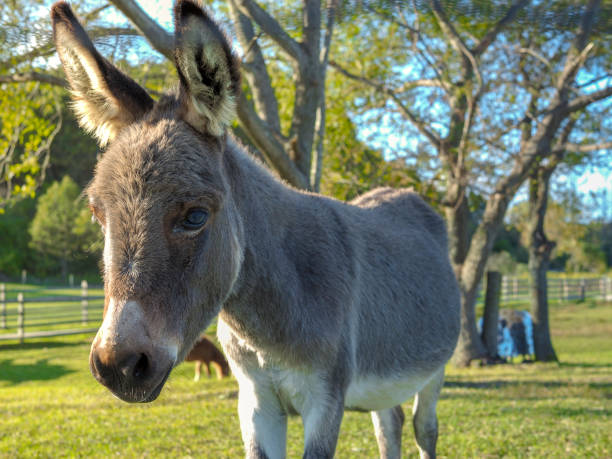 istock Cute donkey in the farm 1066964538