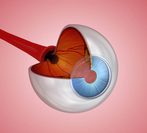istock Eye anatomy - inner structure, Medically accurate 3D illustration . 1066968760