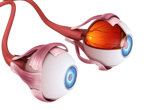 istock Eye anatomy - inner structure, Medically accurate 3D illustration . 1066968762