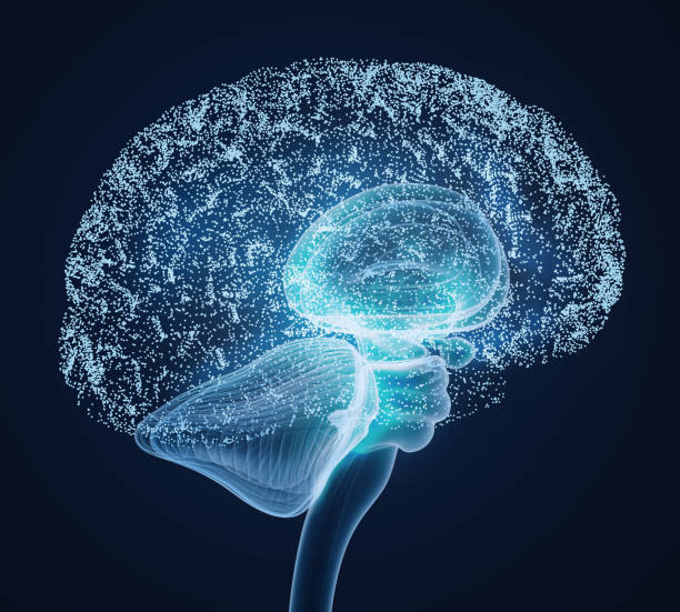 istock Human brain X-ray scan , Medically accurate 3D illustration 1066968766