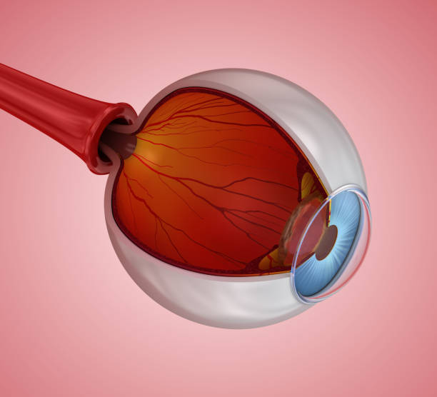 istock Eye anatomy - inner structure, Medically accurate 3D illustration . 1066968772