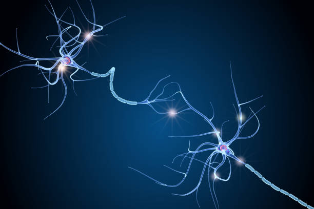 анатомия нервных клеток в деталях. 3d иллюстрация - medulla стоковые фото и изображения