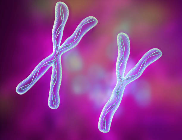 istock Chromosome x and y, DNA Strands molecule 3D illustration 1066968804