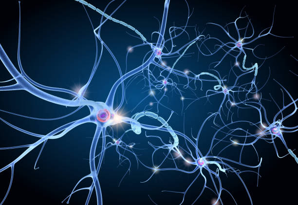istock Nerve cell anatomy in details. 3D illustration 1066968816