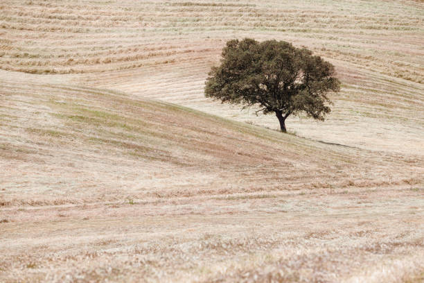 istock Tree at the hill. Countryside rural field landscape 1066970106