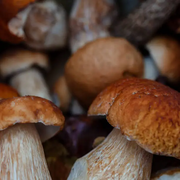 Natural Autumn season forest food mushrooms close up