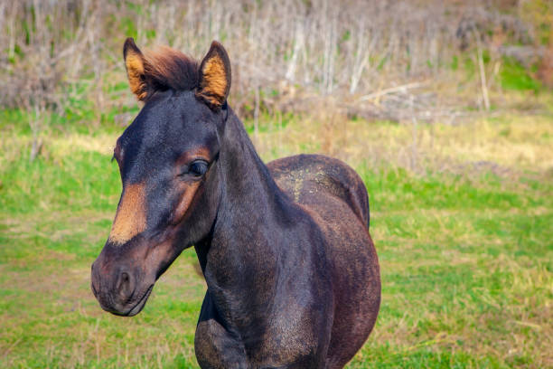 istock portrait of young mare 1066974326