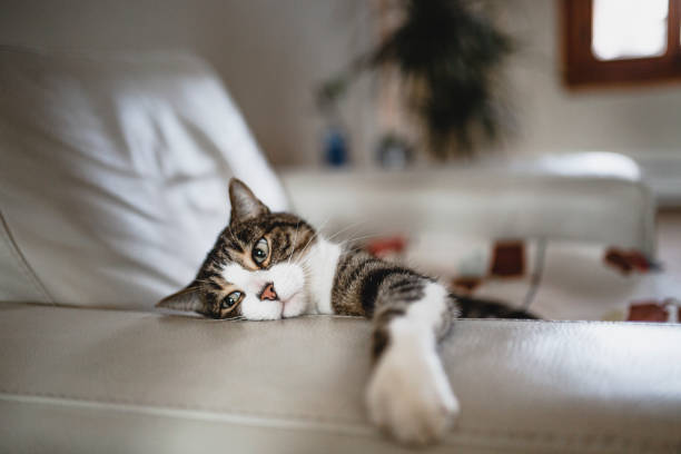 one animal, tabby cat, domestic cat, tired