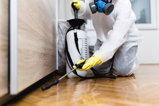 Exterminator working Woman exterminator in work wear spraying pesticide or insecticide with sprayer termite photos stock pictures, royalty-free photos & images