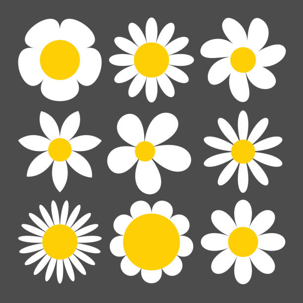illustrazioni stock, clip art, cartoni animati e icone di tendenza di icona camomilla impostata su sfondo grigio. - daisy flowers
