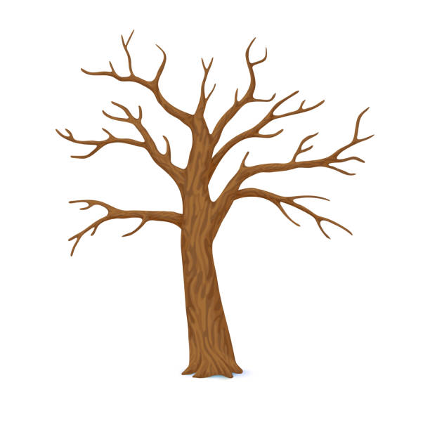 ilustraciones, imágenes clip art, dibujos animados e iconos de stock de árbol pelado, sin hojas con ramas vacíos aislada sobre fondo blanco. invierno de vector icono de otoño. - tronco