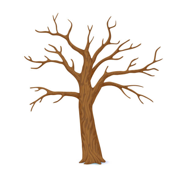 ilustraciones, imágenes clip art, dibujos animados e iconos de stock de árbol pelado, sin hojas con ramas vacíos aislada sobre fondo blanco. invierno de vector icono de otoño. - rama