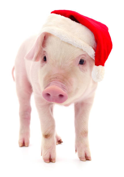 Pig in a red Santa Claus hat  isolated on white.