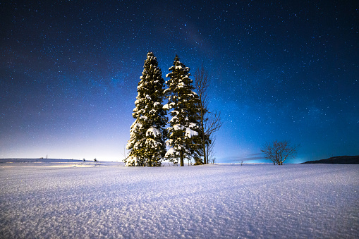 Starry winter night. Christmas trees on a snowy field under the starry winter sky. Magic Christmas night. Winter wonderland.