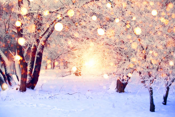 país das maravilhas de natal - nature sunlight tree illuminated - fotografias e filmes do acervo