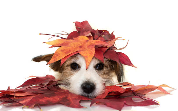 niedliche jack russell hund liegend spielen mit roten bunten herbst blätter, blick in die kamera. isolierte schuss vor weißem hintergrund. - dog puppy lying down looking at camera stock-fotos und bilder